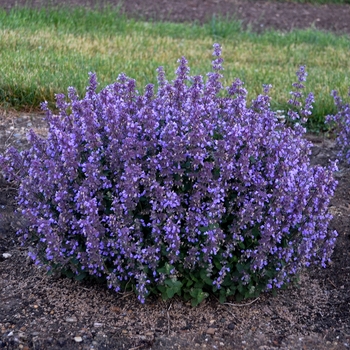 Cat's Pajamas Catmint Cat's Pajamas Catmint