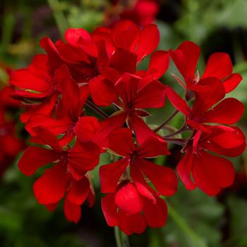 Geranium, Ivy  Geranium, Ivy