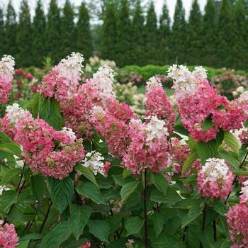 Pinky Winky Prime™ Panicle Hydrangea Pinky Winky Prime™ Panicle Hydrangea