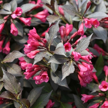 Weigela Weigela