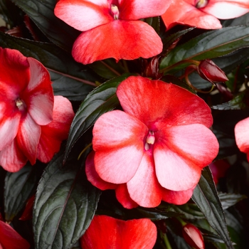 Impatiens, New Guinea Impatiens, New Guinea