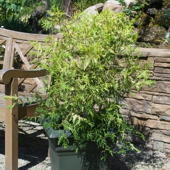 'Vintage Gold' Falsecypress