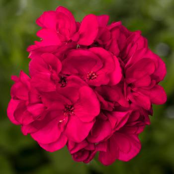 Geranium, Zonal