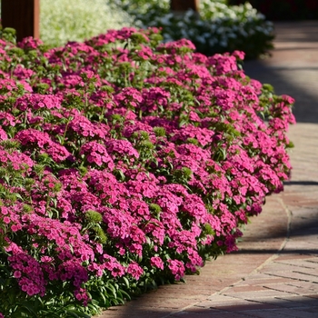 Dianthus