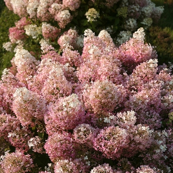 'Bobo&reg;' Hydrangea 