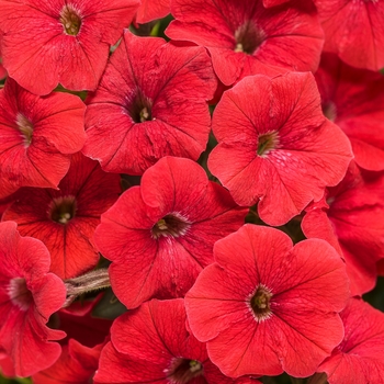 Supertunia® 'Really Red' Supertunia® 'Really Red'