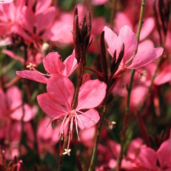 Belleza Dark Pink