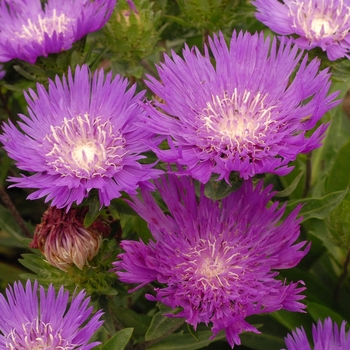 Stoke's Aster