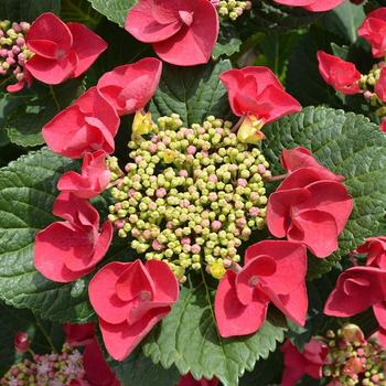 Cherry Explosion Hydrangea Cherry Explosion Hydrangea