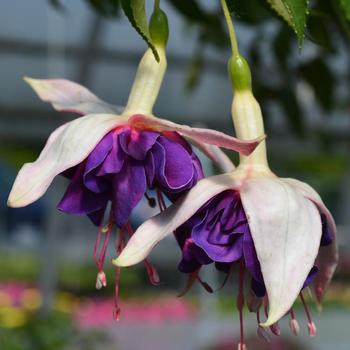Giant Deep Purple