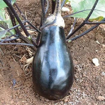 Eggplant Eggplant