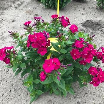 Garden Phlox