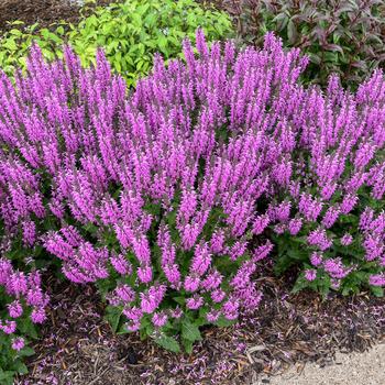 Color Spires&reg; 'Back to the Fuchsia'