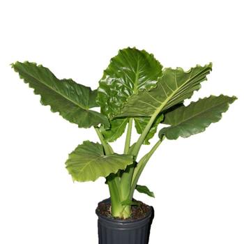 'Emerald Isle™' Elephant Ear
