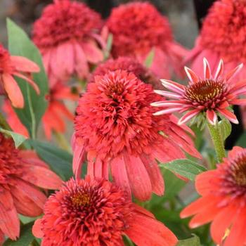 Coneflower