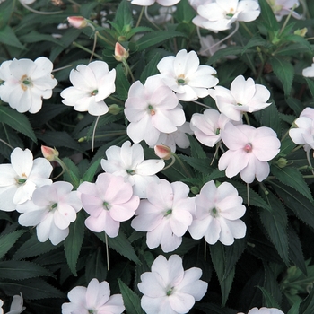 SunPatiens® Vigorous White SunPatiens® Vigorous White
