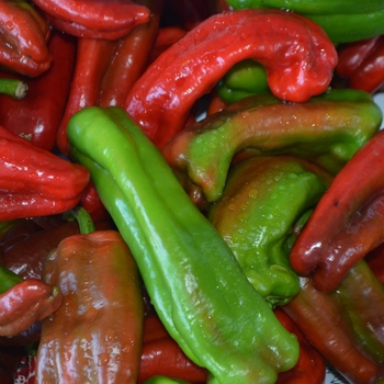 Pepper, Sweet Bell Pepper, Sweet Bell