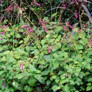 Salvia