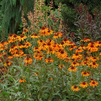 Coneflower