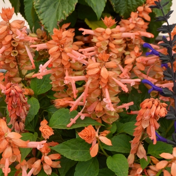 Salvia