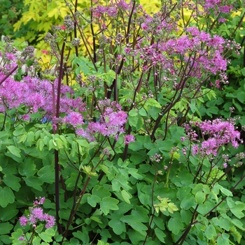 Meadow Rue