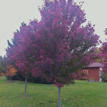 'Brandywine' Red Maple