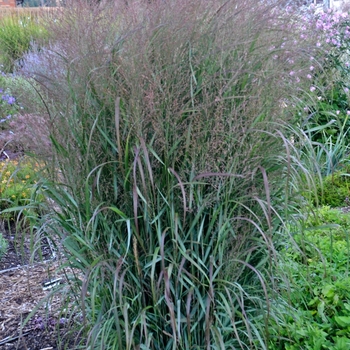 Prairie Winds® 'Apache Rose'