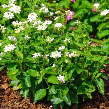 Luscious ® Lantana
