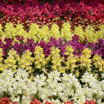 Snapdragon