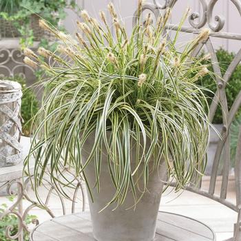 Sedge