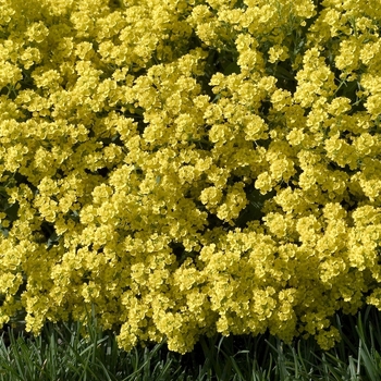 Basket of Gold