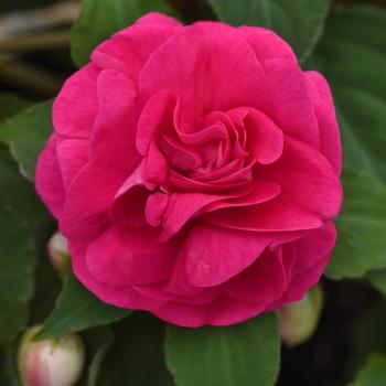 Glimmer&trade; Hot Pink