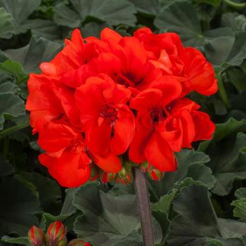 Geranium, Zonal