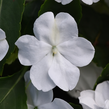 Beacon&reg; White