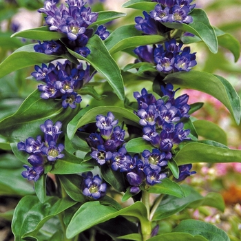 Gentian