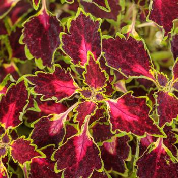 ColorBlaze® 'Cherry Drop'