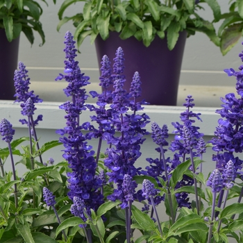 Salvia Salvia