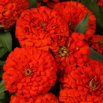 Zinnia Zinnia