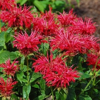 Bee Balm Bee Balm