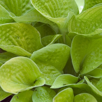 Plantain Lily Plantain Lily