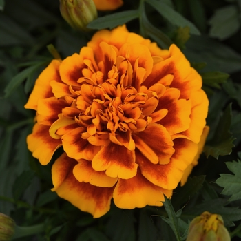 Marigold