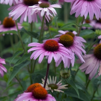 Coneflower