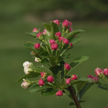 Firebird Crabapple
