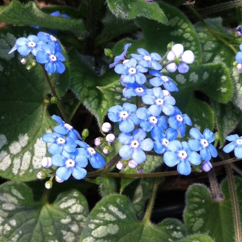 Heartleaf Brunnera