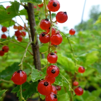 Currant
