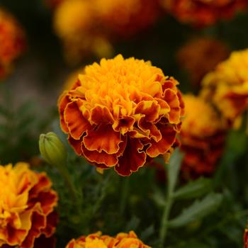 Marigold