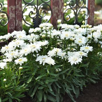 Shasta Daisy