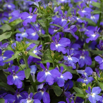 Lobelia