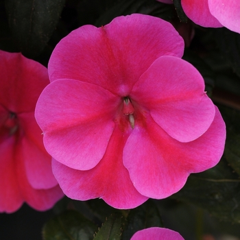 Bounce&trade; Pink Flame