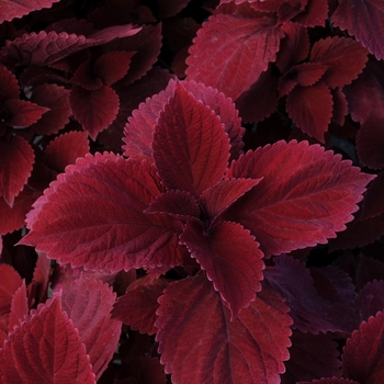 Coleus